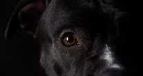 動物行動学の専門家が「飼ってはいけない」一度スイッチが入ると相手が死ぬまで離さない犬たち