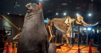 「キリンに襲われ死亡」国立科学博物館「超危険生物展」で受けた衝撃…「とんでもないお宝」や「生きた危険生物」まで展示