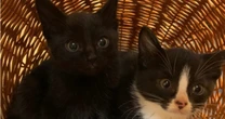 地域の猫、餌やり「だけ」で起こること…1匹残せば翌年20匹になることもある「増え続ける猫」問題の解決策
