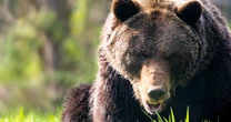 「効果の怪しいクマ撃退スプレー」が大手通販サイトを汚染…クマの専門家が使い続ける信頼性の高いスプレーとは？