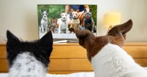 「犬はテレビがわかるか」動物行動学の専門家驚きの回答。飼い主が留守中、不安と寂しさで暴れる犬にテレビを見せてみた。