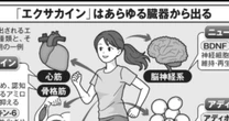 医学界が大注目…カラダをキレイにするなら「マンジャロよりエクサカイン」？魔法の体内物質は”筋肉と内臓”からドバドバ出る