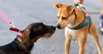 「遊びに誘う犬を無視するうちの犬は社会性がないのか」動物行動学の専門家が解説