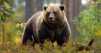 「異形のヒグマOSO18」を生んだのは”人間”だった…恐るべき”人間の力”と一頭のヒグマの「歪められた一生」
