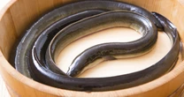 定説を覆す、魚独自の「生殖制御ホルモン」を発見…完全養殖を飛躍的に進める驚きの研究結果