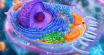 高血圧・塩分の貯蓄・酸化ストレス……進化によって起こった不都合なメカニズム！体の不調は生物の陸上進出に起因している!?