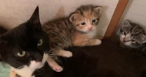7匹産んだ保護猫に訪れた「まさかの結末」…里親希望の家から戻された親子猫が幸せになるまで