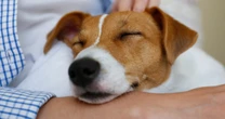 「犬に愛情が持てない」は誤解？　TVで語った高橋大輔発言から考える犬との信頼関係に必要なこと