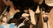 野良猫を保護した直後に始まった壮絶出産、そして…動物保護団体代表が「ワタデキ」設立を決意した悲しい出来事