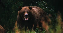「牛を襲うヒグマ」OSO18捕獲のための日々…カメラが捉えた驚きのデータから見えてきた”ヒグマたちの習性”