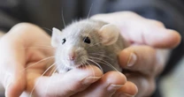 ざっくり言うと、若さが違う。子宮に着床前の状態と、後の状態…じつは、２タイプあるiPS細胞。なんと、片方は「育てても、個体にならない」