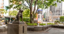 《渋谷駅の象徴・忠犬ハチ公》孫は、本当にすき焼きにされて食われたのか？「ハチ公の孫ビジネス」が横行していた昭和の実態