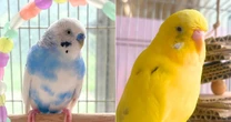 「他人事じゃない」遺された2羽の鳥を救出も…保護団体が見た過酷な環境