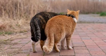 「まぁ、元気出せニャ…」猫写真家が捉えた「肩を組んで歩く2匹の猫たち」衝撃的な瞬間