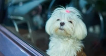 3日間犬が車内放置され警察出動事例も…杉本彩が指摘、猛暑の中子どもやペットの命を奪う「ちょっとだけなら」の甘えと油断