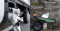てじな〜にゃ猫、神輿担ぎ風の猫、門番猫…まさに奇跡！猫写真家が捉えた「衝撃的な瞬間」