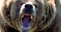 怪物ヒグマOSO18は「襲うこと自体」を楽しんでいた!?…被害記録を読み解いて明らかになった”人間の理解を超えた”ヒグマ像