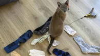 Cat burglar Leonardo da Pinchy terrorises NZ city