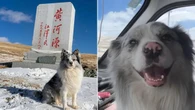 Celebrity dog taken from Chinese farm and sold to restaurant