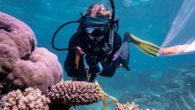 Inside the lab trying to save the Great Barrier Reef