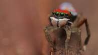 Australia’s tiny peacock spiders officially stronger than fighter pilots