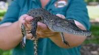 Snap call to scale up plans for pet crocs