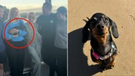 Valerie the sausage dog is reunited with owners after almost two years on the run