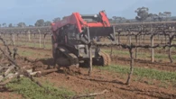 Why the Aussie wine industry is in peril