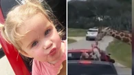 Moment hungry giraffe picks up toddler during drive-through safari