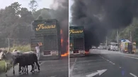 Driver’s devastation after semi-trailer carrying cattle catches alight