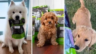 Dog owners are ditching supermarket snacks for these all-natural Aussie treats 