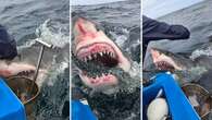 Fishermen snap photos of massive great white shark off Australia’s east coast.