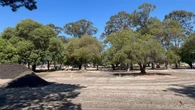 Aussie council forced to apologise as dozens of trees wrongly cut down