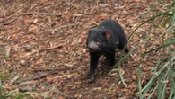 Missing Tassie devil Mary spotted outside theme park