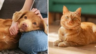 Pet parents are relying on supplements to prevent joint pain in furry friends this winter