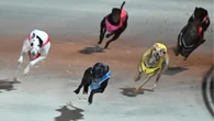 Australian state shuts down greyhound racing days after tragedy