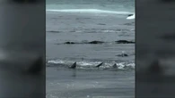Shark feeding frenzy shocks onlookers at popular surf beach