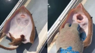 TICKLE-TOKViral video of fisherman TICKLING stingray sparks outrage