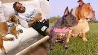 Lewis Hamilton’s favourite dog brand just launched a HUGE sitewide sale