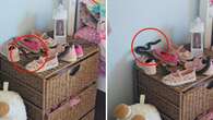 Renée thought her son was joking when he said there was a deadly snake in her daughter’s room. He wasn’t