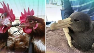 Aussies warned not to panic over rising bird flu cases