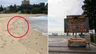 Four Sydney beaches closed after ‘concerning’ debris washes up