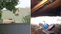 Squatter shock in grandmother’s roof sparks urgent action