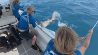 Dramatic scenes as rescuers work to save endangered shark