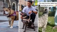 Dog Friendly Co just announced a HUGE 40 per cent off sale