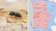 Entire Aussie city placed under new quarantine plan as destructive pest runs riot