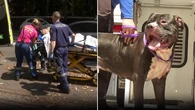 Man fighting for life after savage attack by his own dog