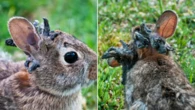 ‘Zombie’ rabbits sprout hornlike growths as virus spreads