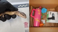 Student jailed for his part in cruel wildlife trade