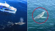 ‘Super rare’ sight as surprised whale watchers bear witness to humpback birth